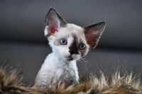 Otello Devon Rex FPL