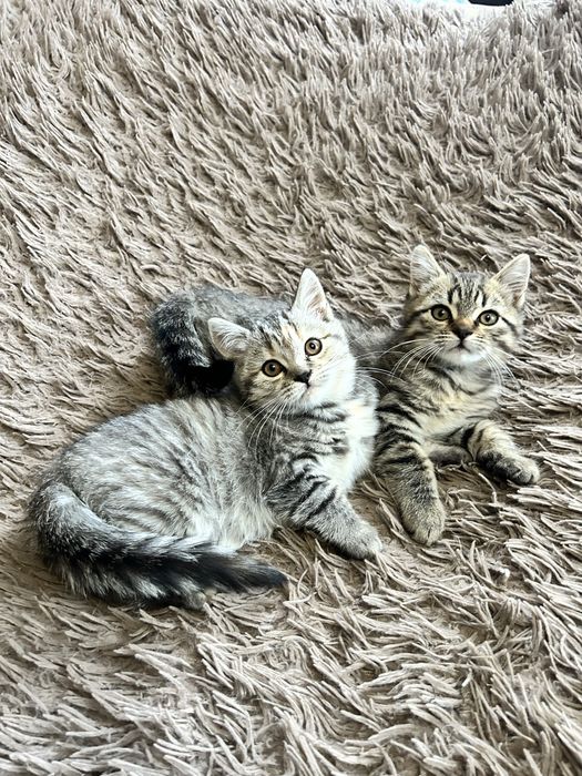 Шотландські котики