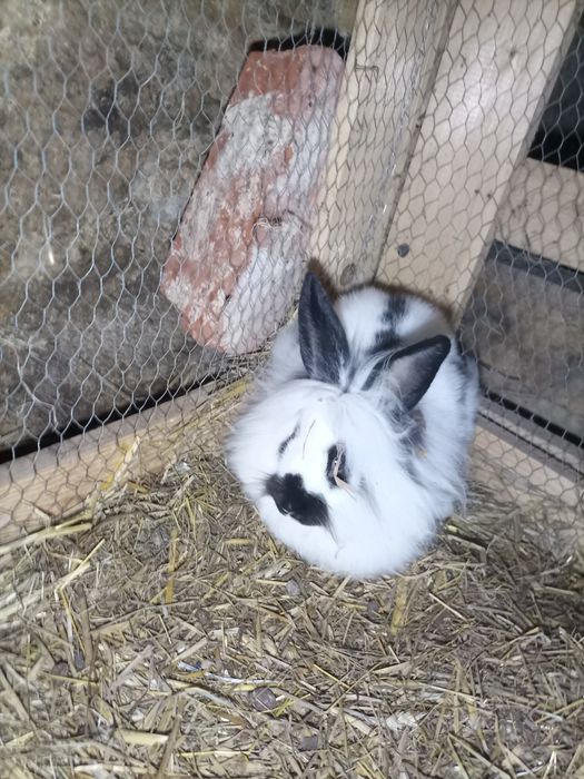 Do sprzedania  króliki , samce