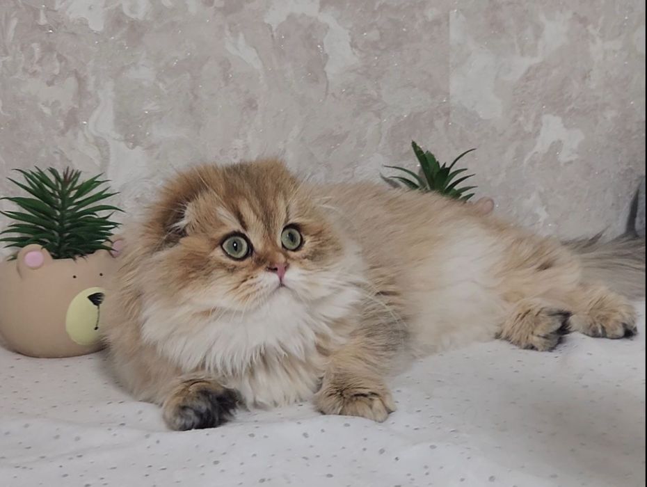 Чарівна вислоуха дівчинка