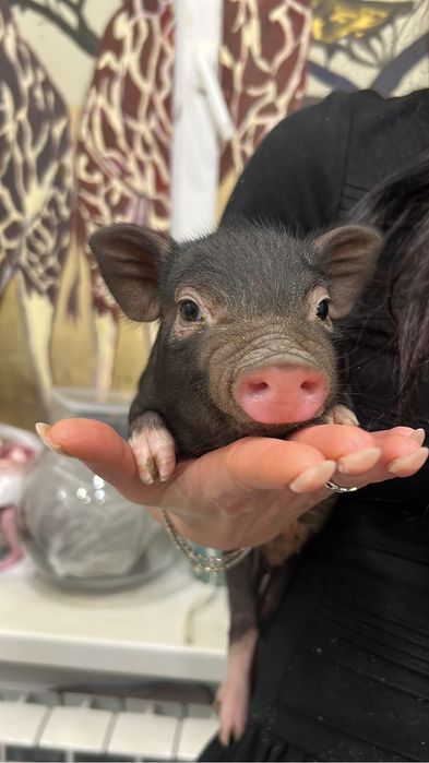 Міні піг дівчинка, міні свинка
