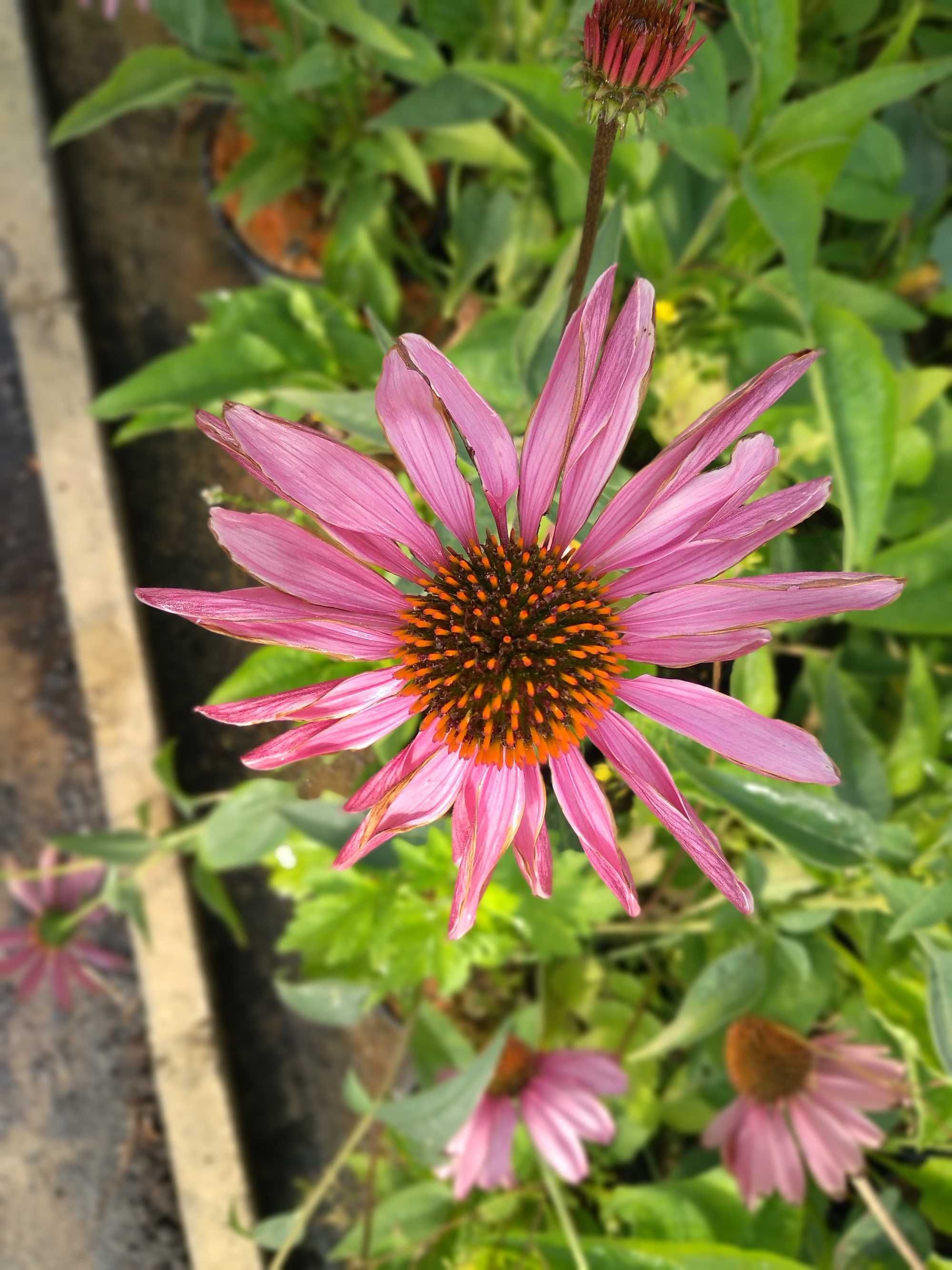 Jeżówka purpurowa Echinacea Magnus White Swan