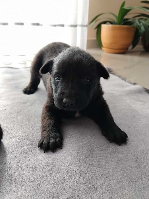 Owczarek Belgijski Malinois