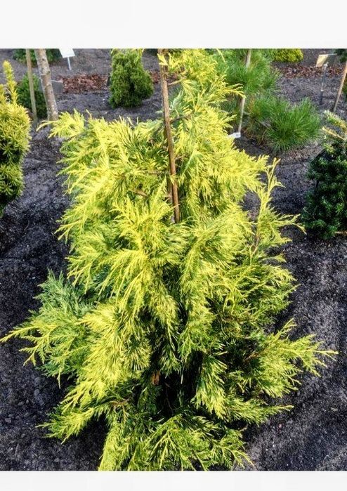 Кущі, хвойні, ожина, декоративні трави, грунтопокривні і інші рослини