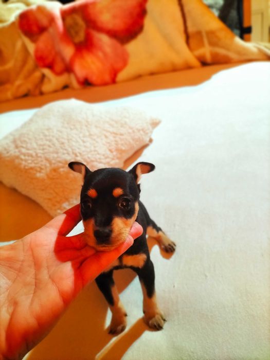 Pinscher macho lindo