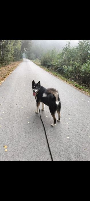 Husky mix Oczko do adopcji