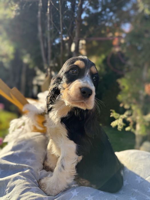 Śliczna sunia Cocker Spaniel Angielski z Rodowodem