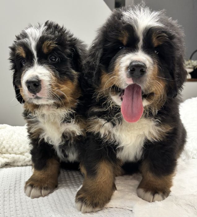 Berneński pies pasterski ZHPR UCI