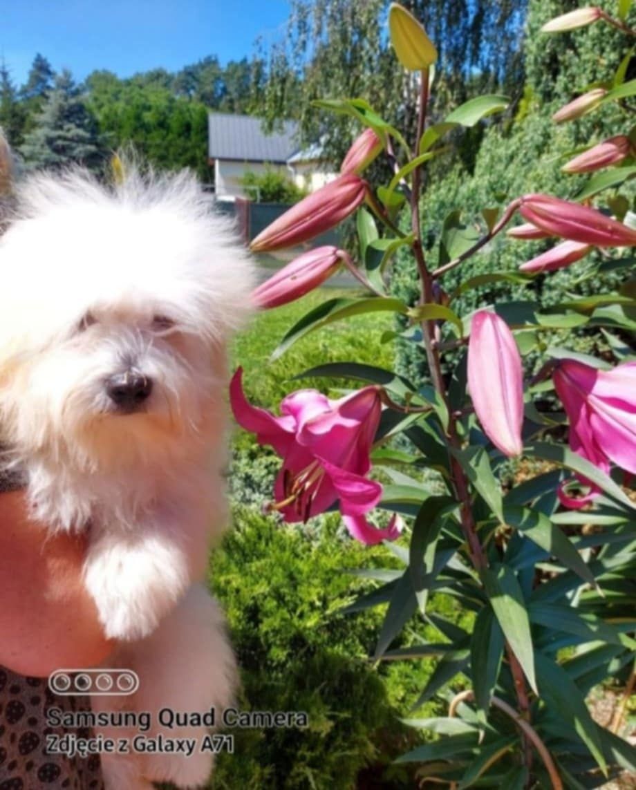 Coton de Tulear FCI (piesek)