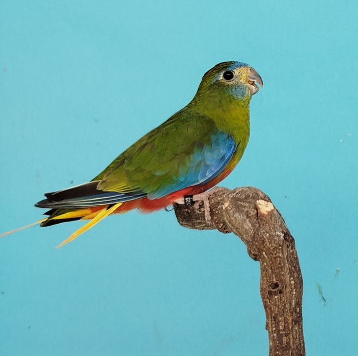 Neophema Turquoisine Fêmea Verde 2025 Para Cedência