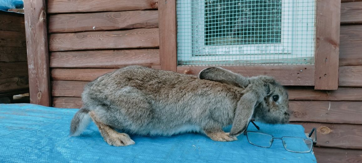 Króliki samce samice młode miks