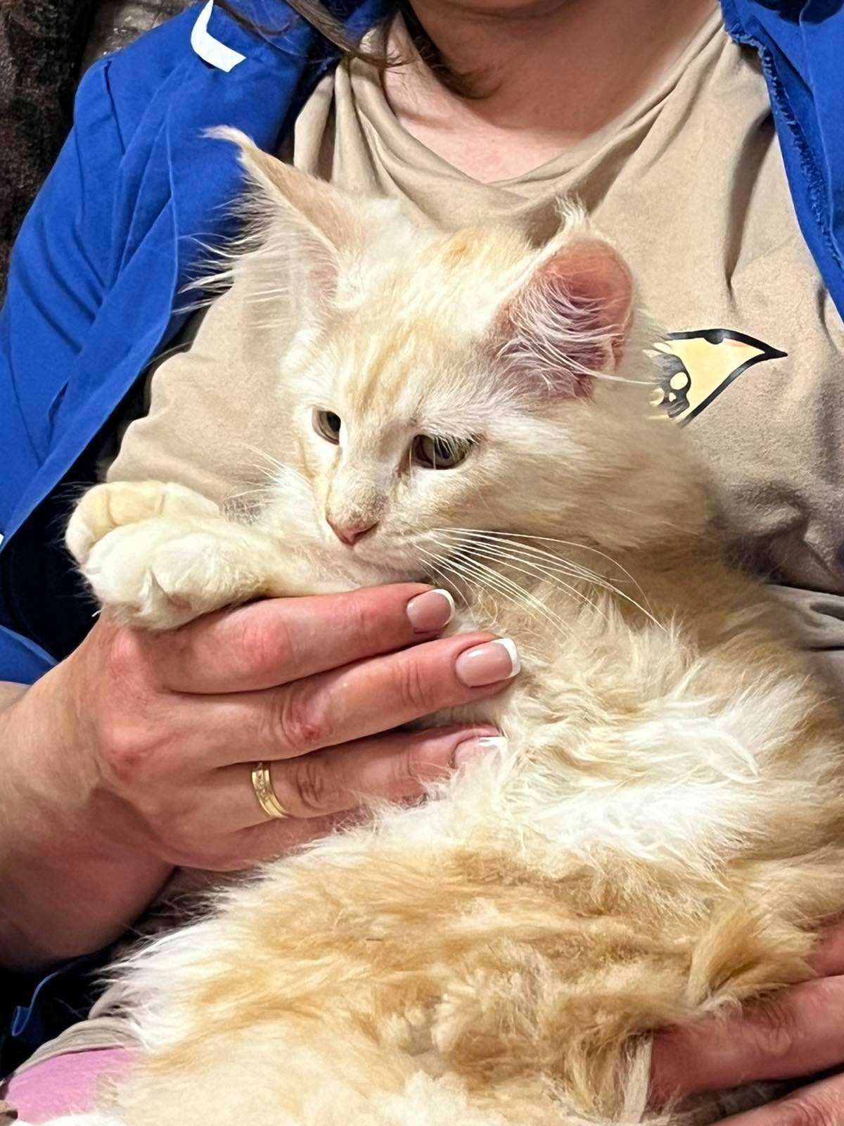Котята.  Мейн кун