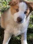 Border collie ZKWP FCI piesek sobolowy