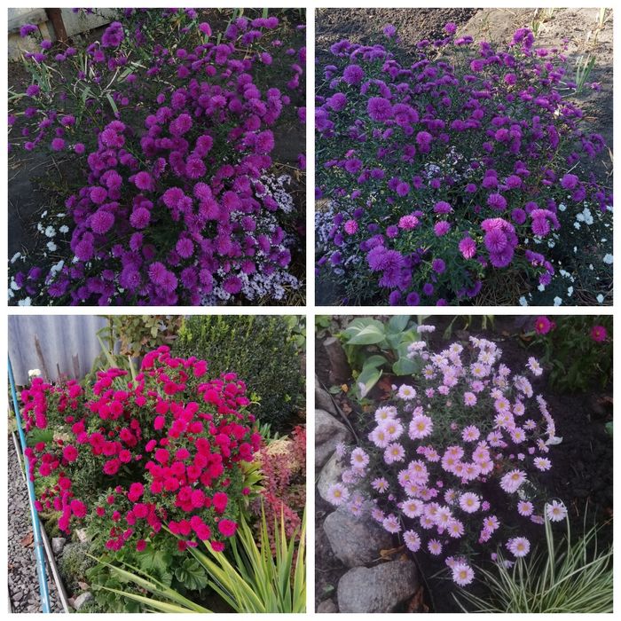 Хризантема мультифлора корейка Харків