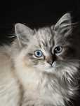 Ragdoll kocurek 3msc