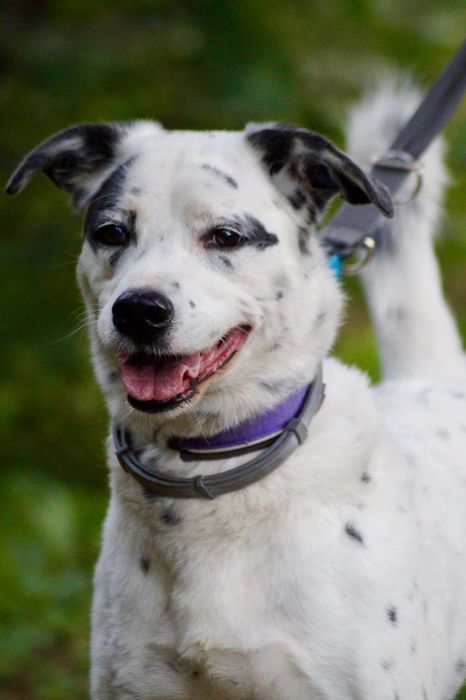 Cziko- domowy mix dalmatyńczyk szuka nowego domu