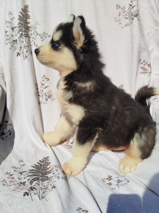 Siberian Husky piesek tel.-5.7.5.3.0.2.0.3.9.