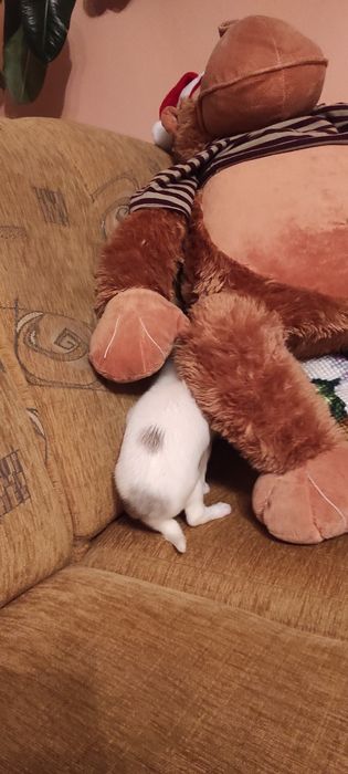 Piesek chihuahua biały ze znaczeniami merle