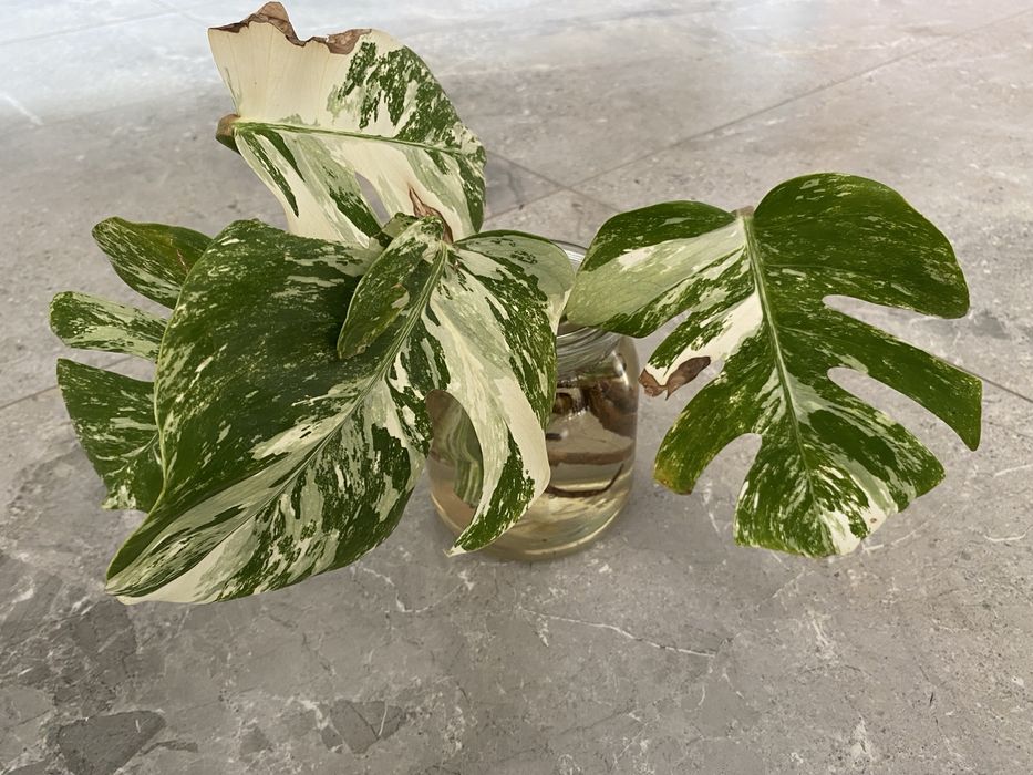 Monstera variegata sadzonki już z ładnym systemem korzeniowym
