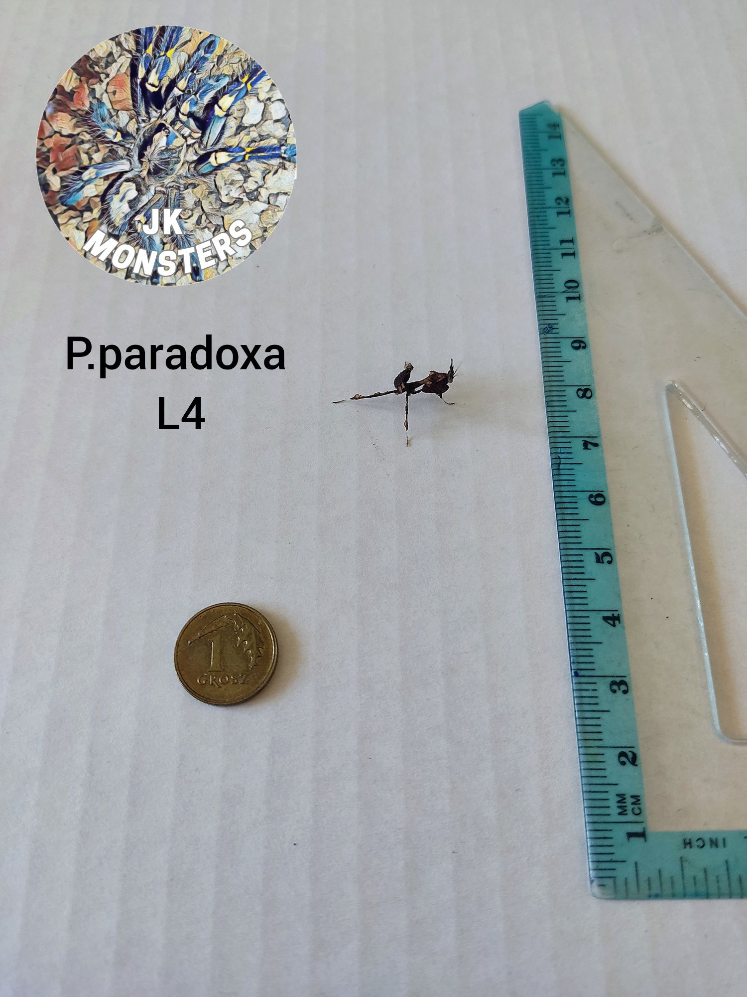 Modliszka Phyllocrania paradoxa (liściogłowa)+gratisy