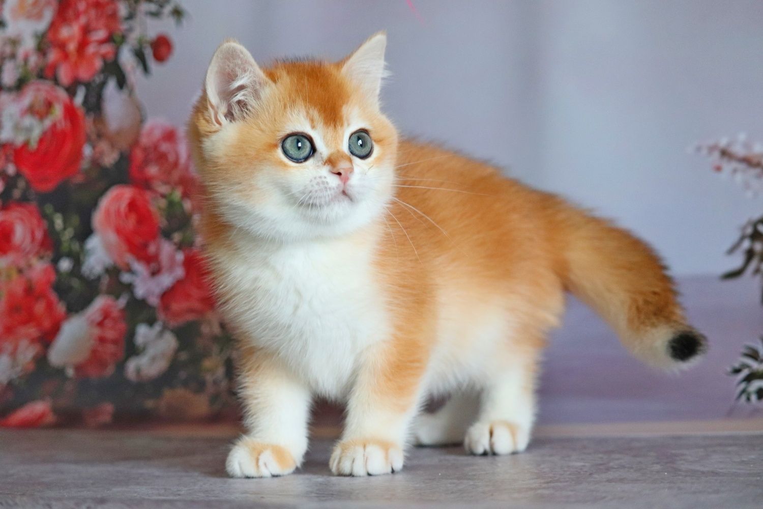 Оливер мальчик золотая шиншилла