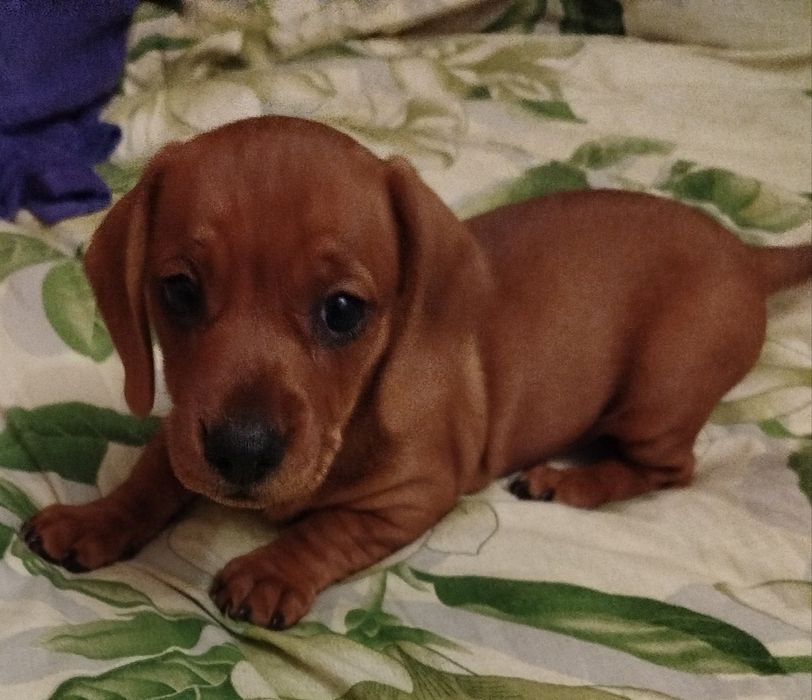 Маленькі такси шукають люблячих господарів