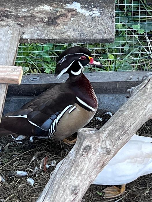 Kaczki karolinki i mandarynki