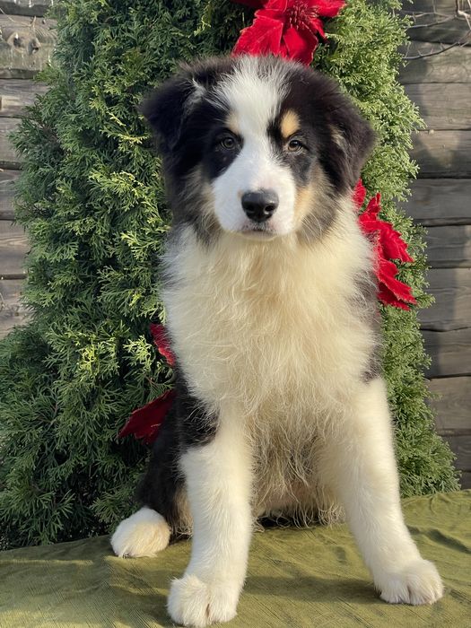 Австралійська вівчарка Ауссі хлопчик