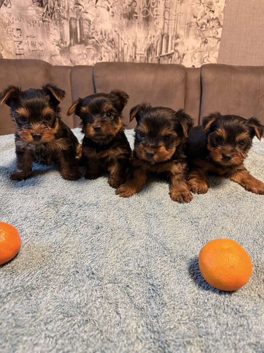 Продам міні Йорків