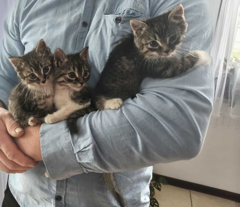 Mam do oddania kociaki