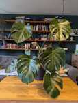 Monstera Palik Moss Pole Hydroponika