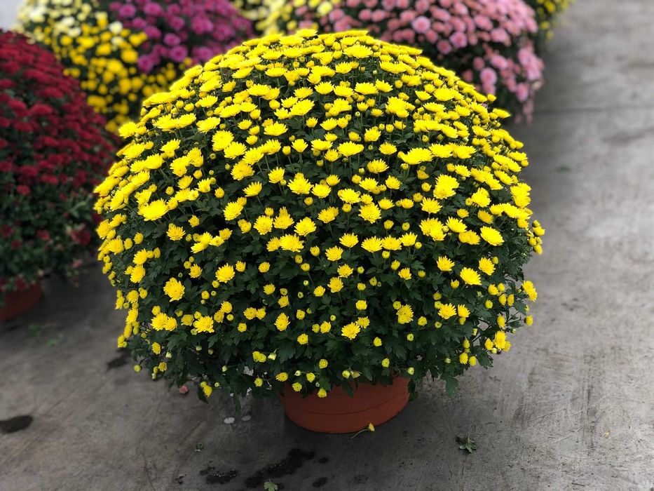 Chryzantemy, chryzantema, szeroki wybór