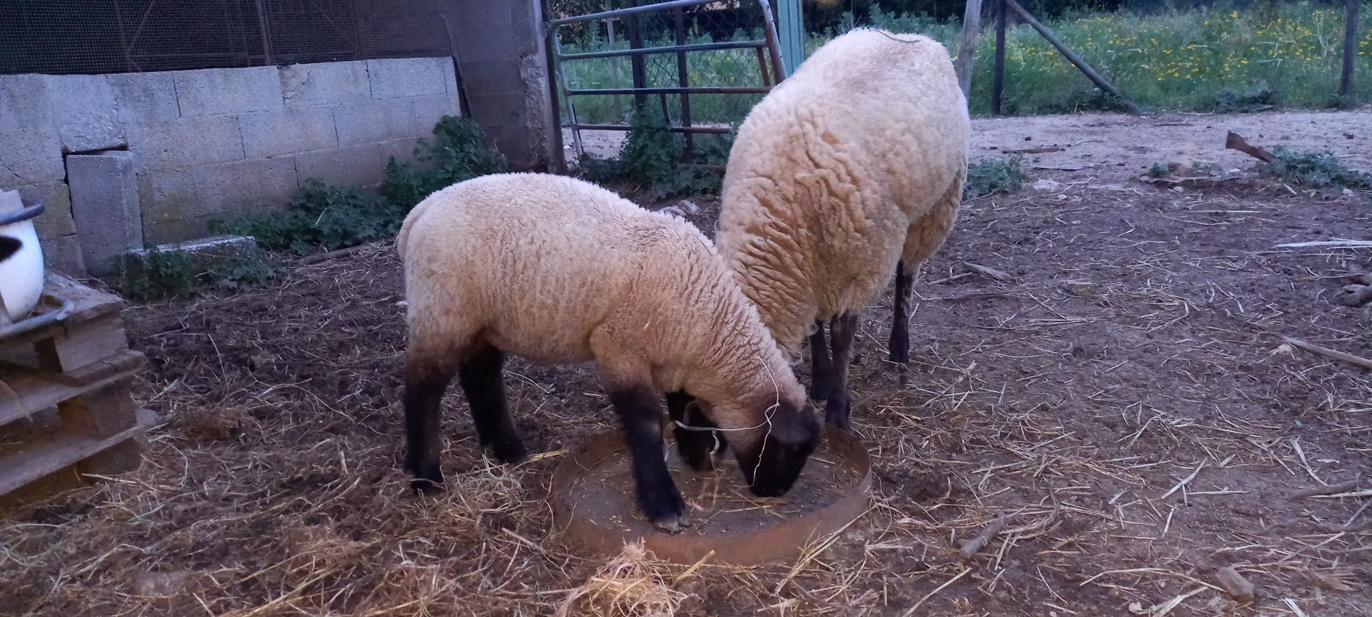 Borrego macho suffolk