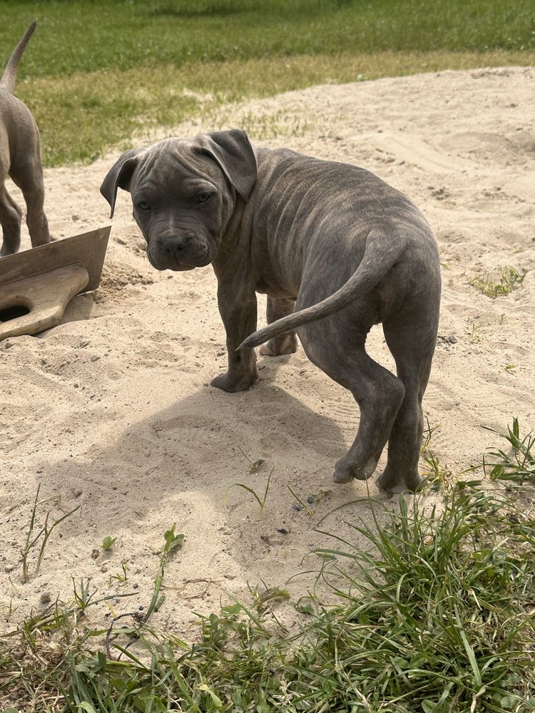 American Staffordshire Terrier