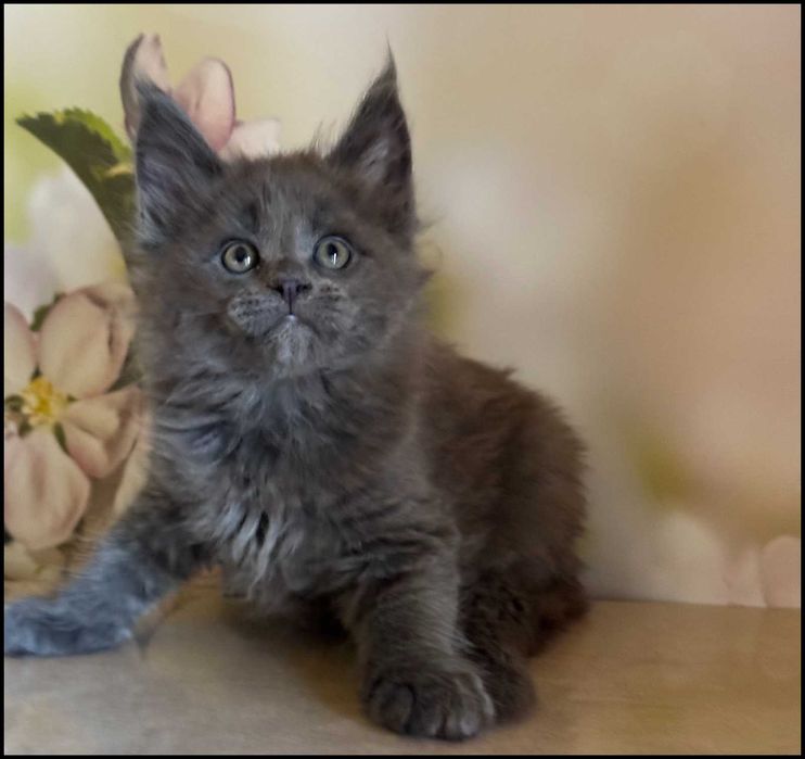 Koteczka Maine Coon Ornelia