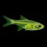 GB razbora kubotai  (Microdevario Kubotai)