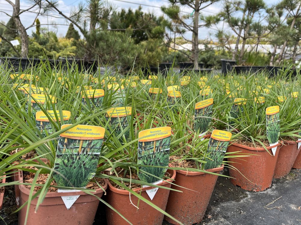 Trawy rozplenica hameln gold  stipa miskant memory rubrum mozga