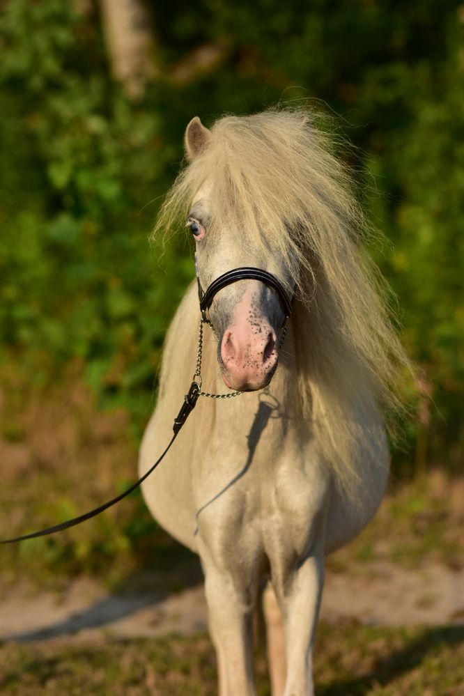 Przepiekny ogier appaloosa tarant homozygotyczny kucyk kuc