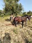 Poldro Puro Lusitano