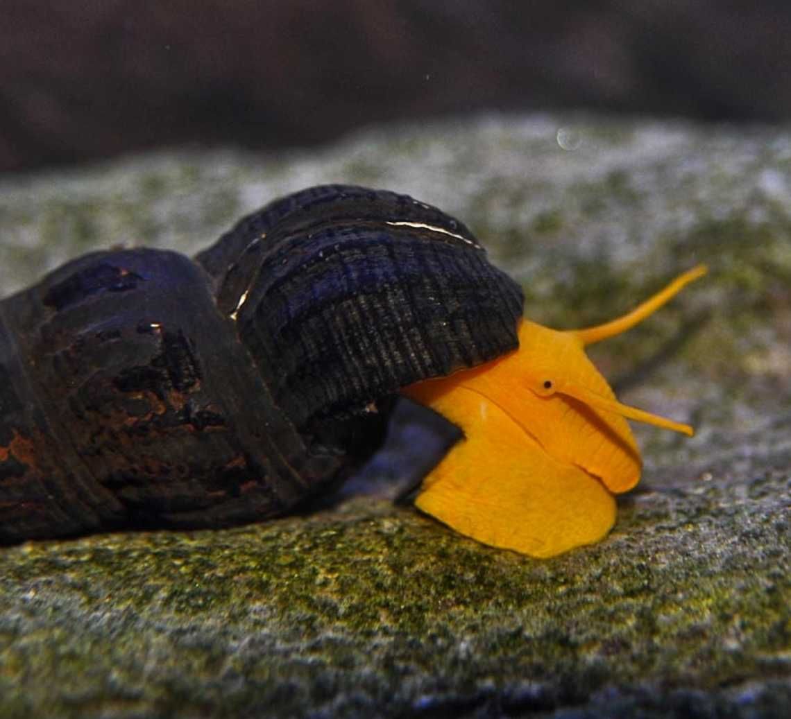 Ślimak Tylomelania orange - Tylomelania sp. Orange - dowóz, wysyłka