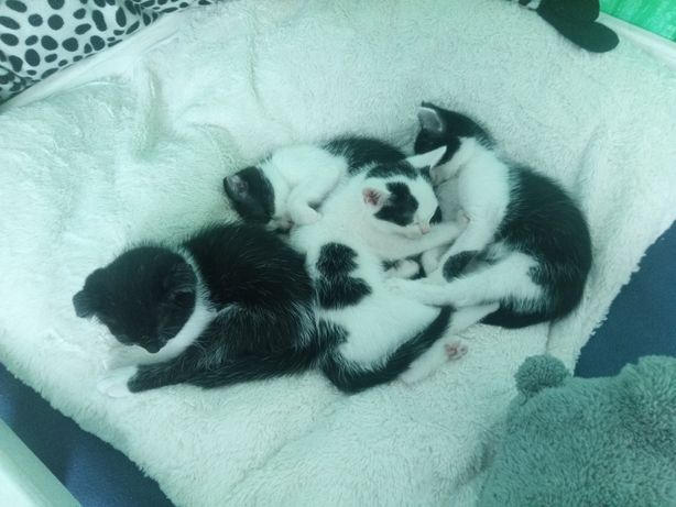 Кошенята вислоухі чорно-білі метиси
