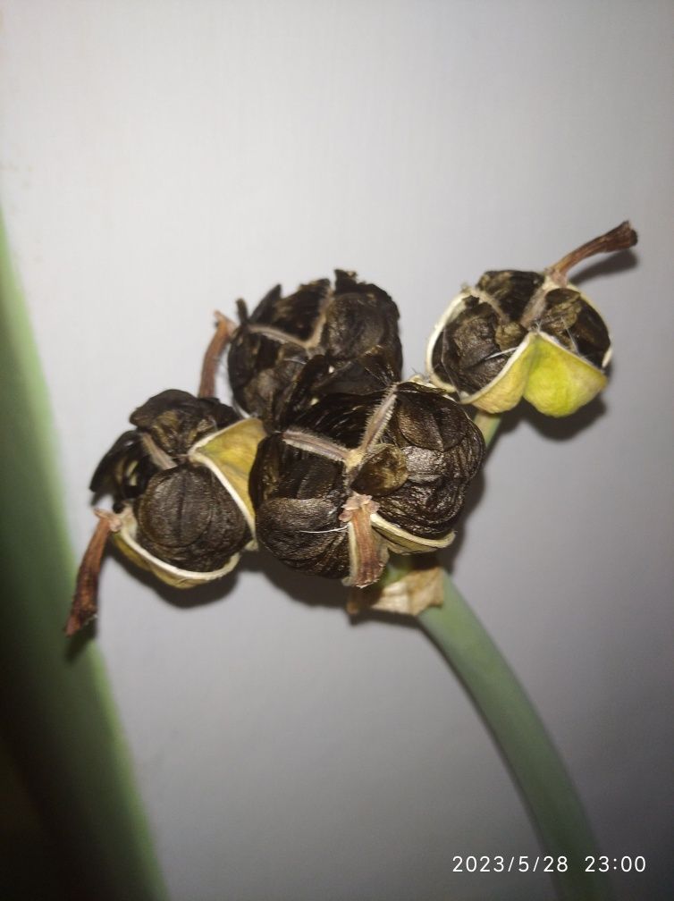 Гіпеаструм насіння кімнатна лілія