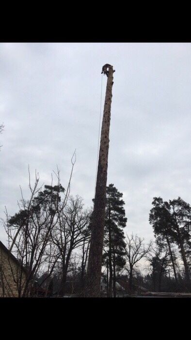 Видалення, спил аварійних дерев,кронування, санітарна чистка,корчовка