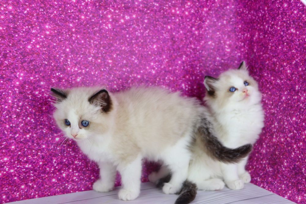 Мега классные котята-регдолл