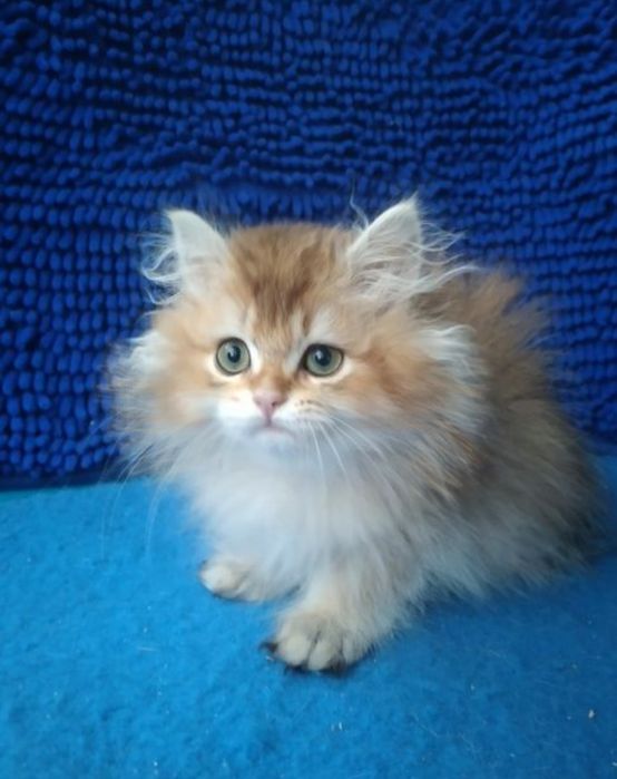 Мальчик Золотая шиншилла длинношерстный британский