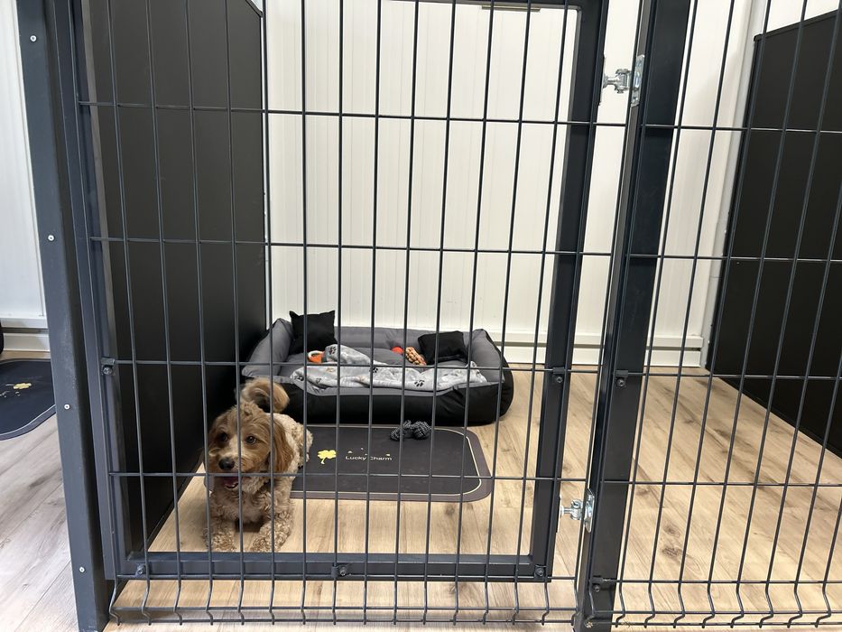 Hotel dla psów miejsce z pasją