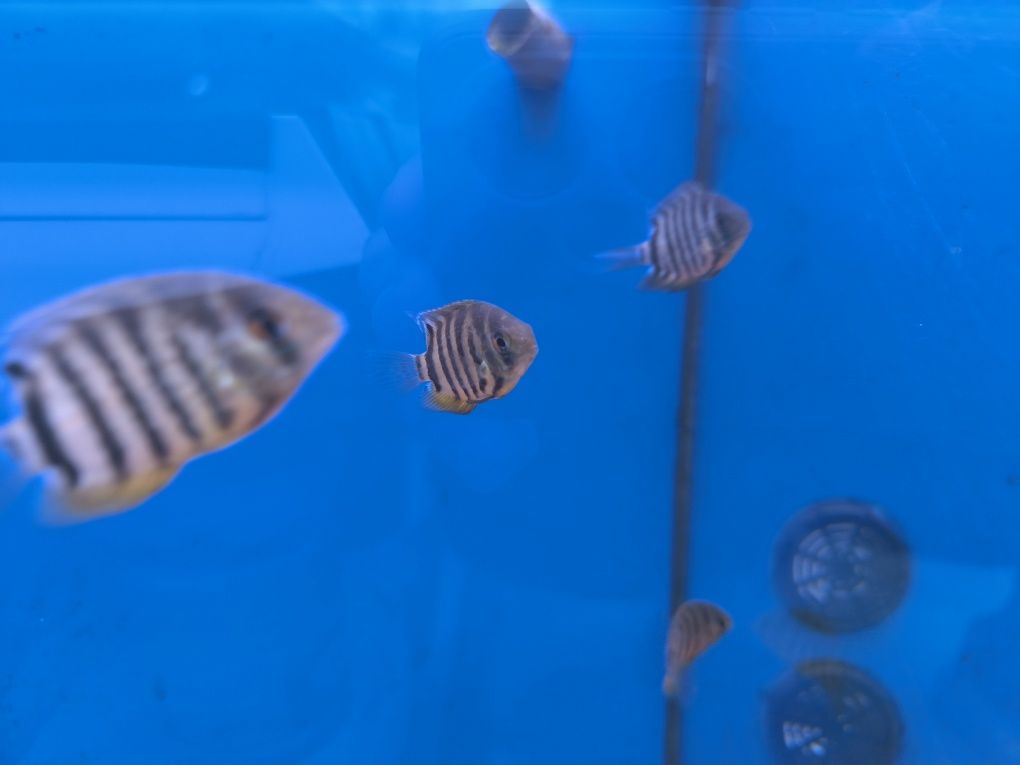 Severum Verde (Heros Severum)