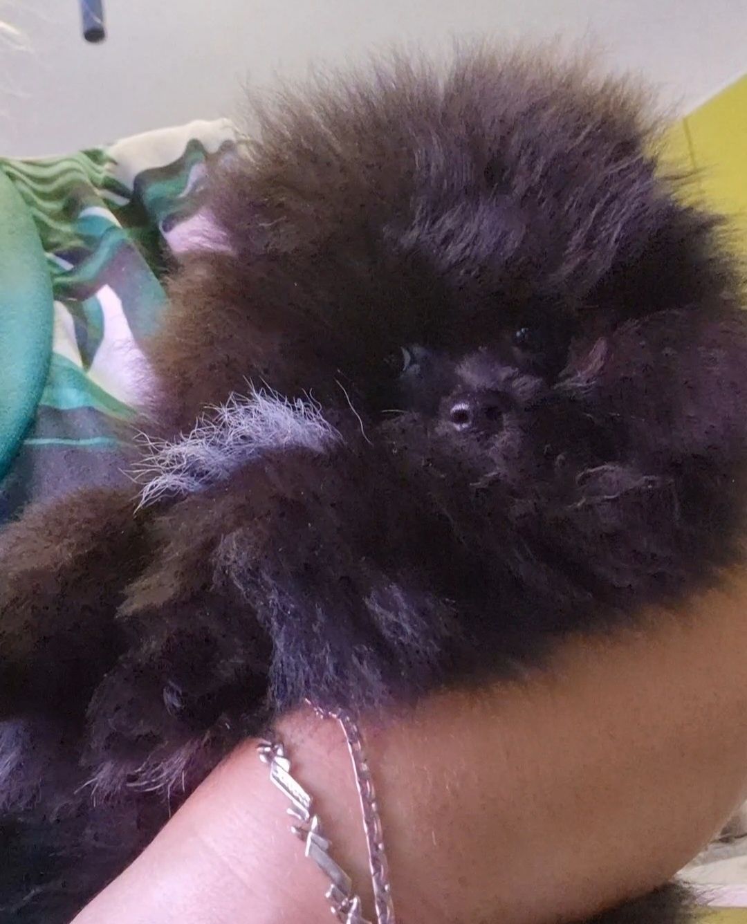 Szpic miniaturowy/Pomeranian samczyk