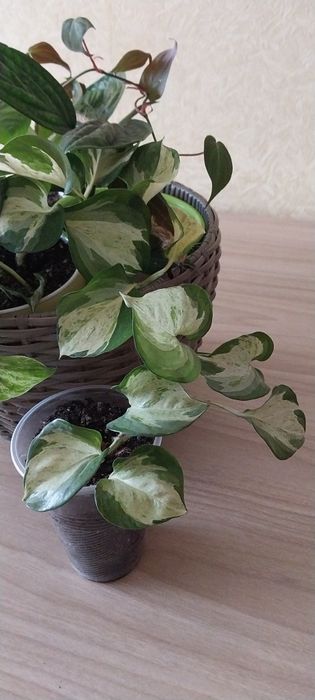 Сциндапсус Н-Джой