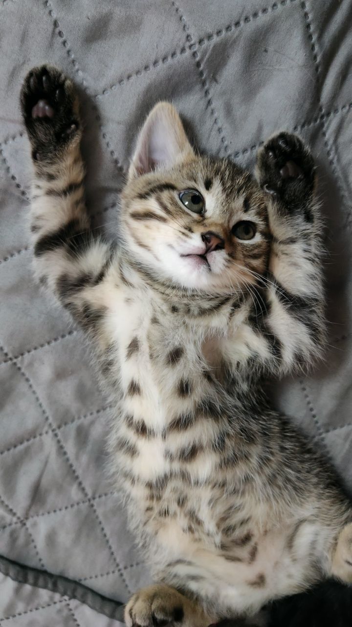 Котята ,дівчата в добрі ручки